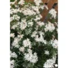 Pieris japonica katsura - SILENCE ÇA POUSSE