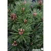 PINUS mugo Mops C4.5L - SILENCE ÇA POUSSE