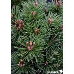 PINUS mugo Mops C4.5L - SILENCE ÇA POUSSE