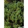 PINUS mugo Mughus C2L-RC - SILENCE ÇA POUSSE