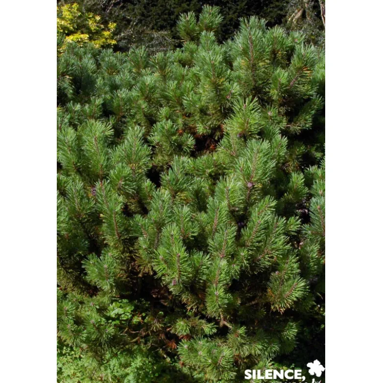 PINUS mugo Mughus C2L-RC - SILENCE ÇA POUSSE