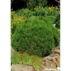 PINUS mugo Sherwood Compact C4.5L - SILENCE ÇA POUSSE