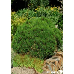 PINUS mugo Sherwood Compact C4.5L - SILENCE ÇA POUSSE