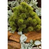 PINUS mugo Winter Gold C10L - SILENCE ÇA POUSSE