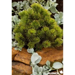 PINUS mugo Winter Gold GREF C4.5L - SILENCE ÇA POUSSE