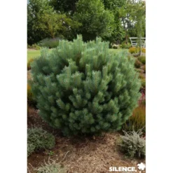 PINUS sylvestris Watereri C10L - SILENCE ÇA POUSSE