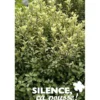 PITTOSPORUM tenuifolium Green Elf C15L - SILENCE ÇA POUSSE