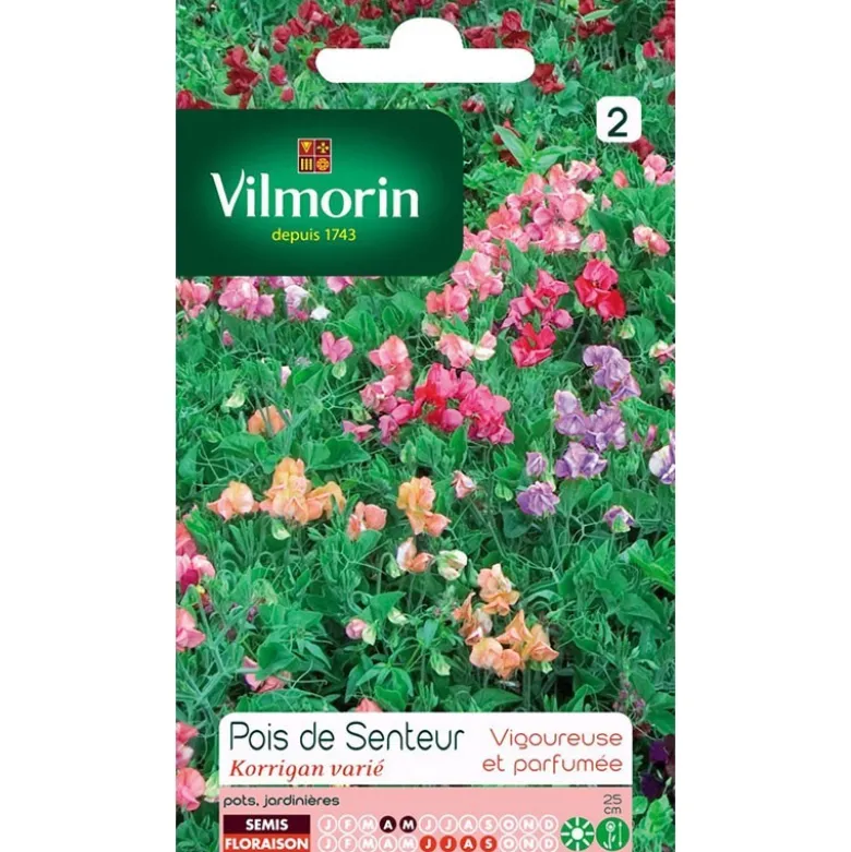 Pois de senteur "Korrigan" varié Vilmorin - 8g