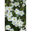 POTENTILLA fructicosa Abbotswood C4.5L - SILENCE ÇA POUSSE