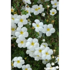 POTENTILLA fructicosa Abbotswood C4.5L - SILENCE ÇA POUSSE