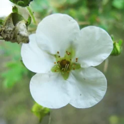 Potentilla fruticosa "Abbotswood" - 3L