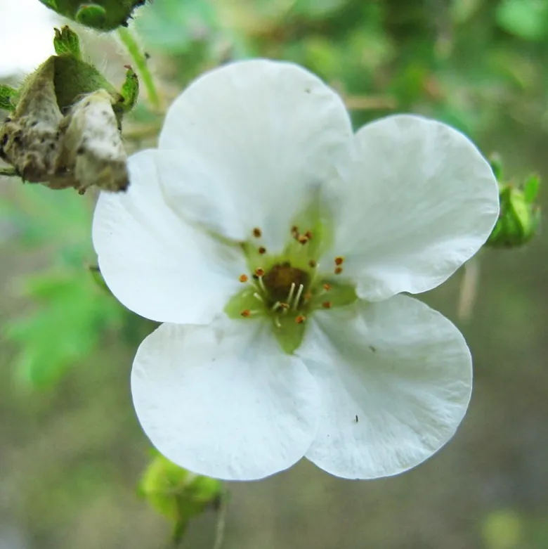 Potentilla fruticosa "Abbotswood" - 3L