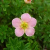 Potentilla fruticosa "Lovely Pink" - 3L