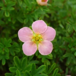 Potentilla fruticosa "Lovely Pink" - 3L