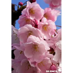 PRUNUS accolade TFE C4.5L - SILENCE ÇA POUSSE