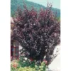 PRUNUS cerasifera Atropurpurea TG H110 C10L - SILENCE ÇA POUSSE