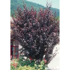 PRUNUS cerasifera Atropurpurea TG H110 C10L - SILENCE ÇA POUSSE