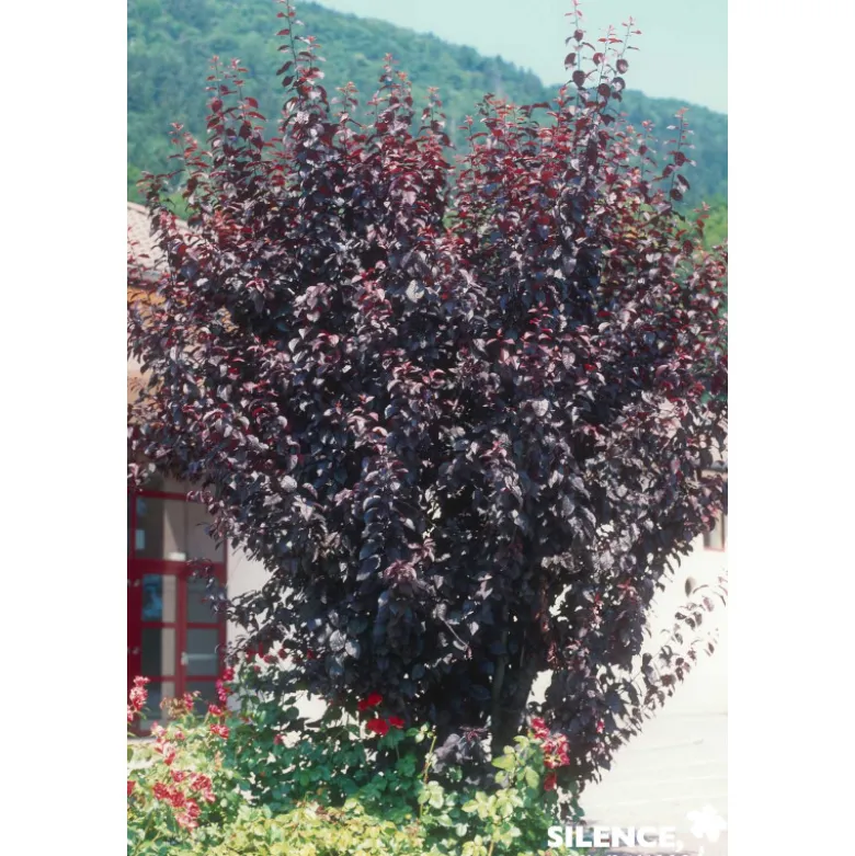 PRUNUS cerasifera Atropurpurea TG H110 C10L - SILENCE ÇA POUSSE