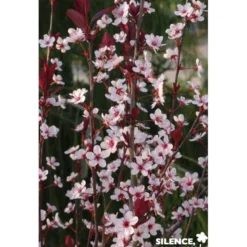 PRUNUS cistena C4.5L - SILENCE ÇA POUSSE