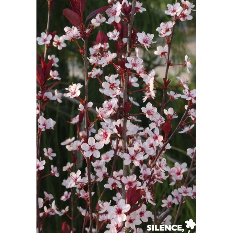 PRUNUS cistena C4.5L - SILENCE ÇA POUSSE