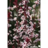 PRUNUS cistena TFE C4.5L - SILENCE ÇA POUSSE