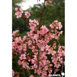 PRUNUS kurilensis Ruby TG H110 C10L - SILENCE ÇA POUSSE