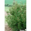 PRUNUS lusitanica Brenelia C4.5L - SILENCE ÇA POUSSE