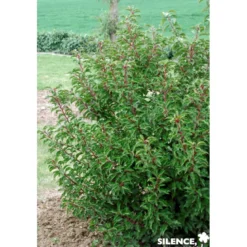 PRUNUS lusitanica Brenelia C4.5L - SILENCE ÇA POUSSE