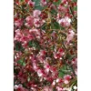 PRUNUS okame TFE C4.5L - SILENCE ÇA POUSSE