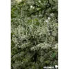 PRUNUS padus Le Thoureil BALIV C15L - SILENCE ÇA POUSSE