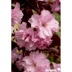 PRUNUS royal Burgundy TG H200 C25L - SILENCE ÇA POUSSE
