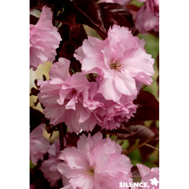 PRUNUS royal Burgundy TG H200 C25L - SILENCE ÇA POUSSE