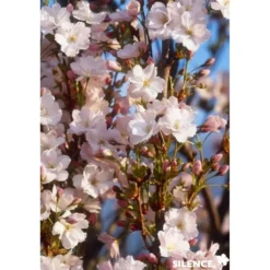PRUNUS serrulata Amanogawa BALIV C15L - SILENCE ÇA POUSSE