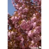 PRUNUS serrulata Kanzan TFE C4.5L - SILENCE ÇA POUSSE