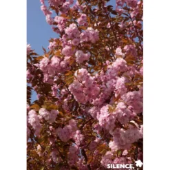 PRUNUS serrulata Kanzan TG H110 C10L - SILENCE ÇA POUSSE