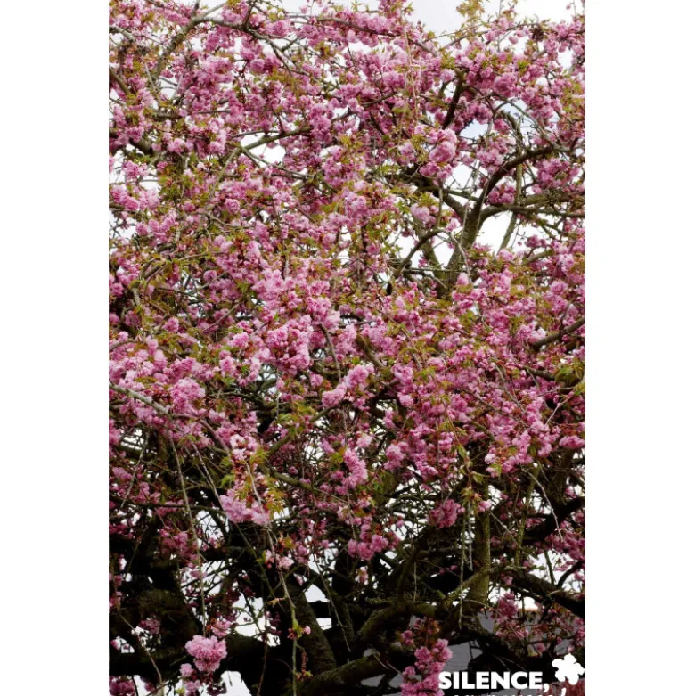 PRUNUS serrulata Kiku Shidare Zakura BALIV C15L - SILENCE ÇA POUSSE