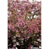 PRUNUS serulata Kiku Shidare Zakura TG H200 C25L - SILENCE ÇA POUSSE
