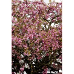 PRUNUS serulata Kiku Shidare Zakura TG H200 C25L - SILENCE ÇA POUSSE
