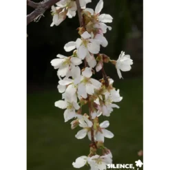 PRUNUS snow Fountain TG H110 C10L - SILENCE ÇA POUSSE