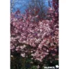 PRUNUS subhirtella Autumnalis Rosea TFE C4.5L - SILENCE ÇA POUSSE