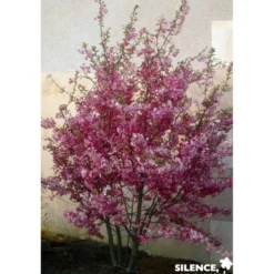 PRUNUS subhirtella Fukubana TFE C4.5L - SILENCE ÇA POUSSE