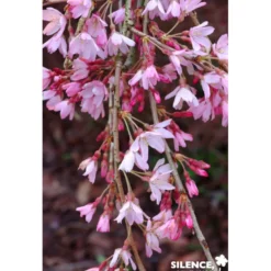 PRUNUS subhirtella Pendula Rubra TG H130 C10L - SILENCE ÇA POUSSE