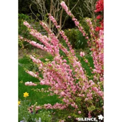 PRUNUS triloba Vt TFE C4.5L - SILENCE ÇA POUSSE