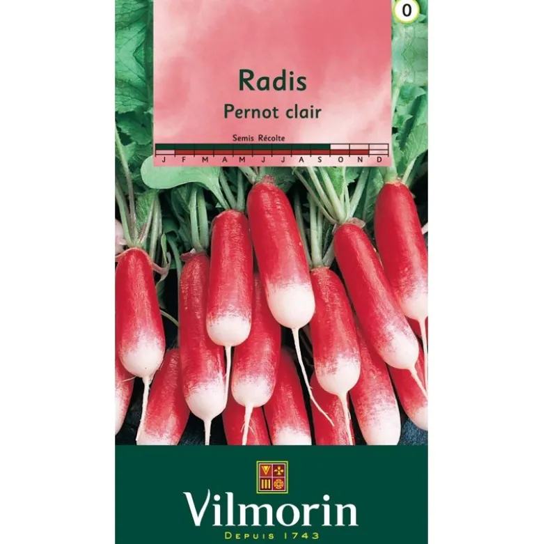 Radis Pernot clair