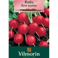Radis rond écarlate