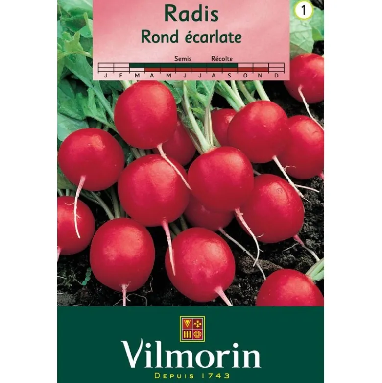 Radis rond écarlate