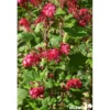 RIBES sanguineum Red Bross® C4.5L - SILENCE ÇA POUSSE