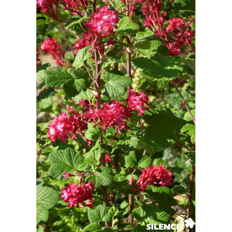 RIBES sanguineum Red Bross® C4.5L - SILENCE ÇA POUSSE