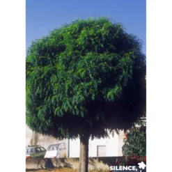 ROBINIA pseudacacia 'Umbraculifera' TG H200 C25L - SILENCE ÇA POUSSE