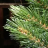 Sapin artificiel Forest frosted burlap vert 90 c - TRIUMPH TREE